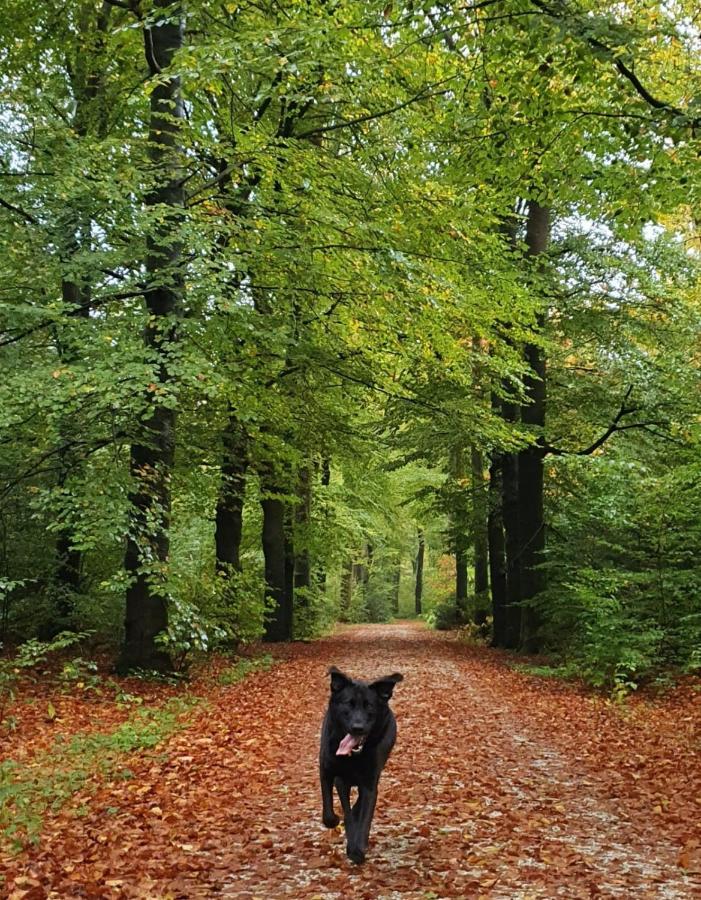 Luxe Zomerwoning Met Omheinde Tuin Voor Hond En Kinderen Dirkshorn Extérieur photo