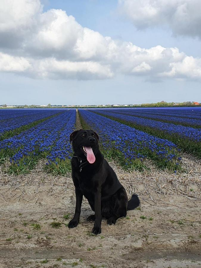Luxe Zomerwoning Met Omheinde Tuin Voor Hond En Kinderen Dirkshorn Extérieur photo